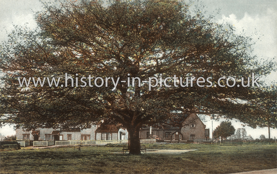 The Jubilee Tree, Sandon, Essex. c.1915